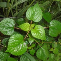 <i>Laportea interrupta</i>  (L.) Chew